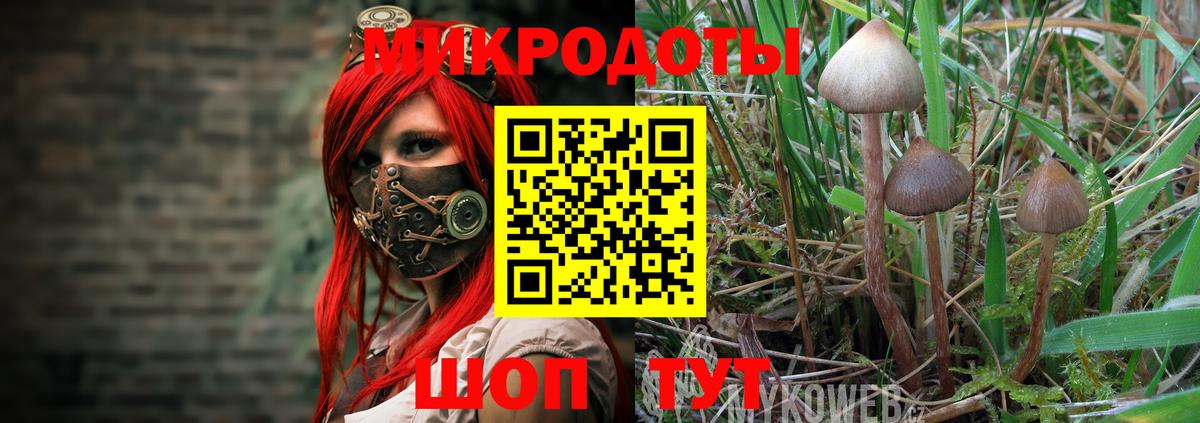 Галлюциногенные грибы Psilocybe Кириши